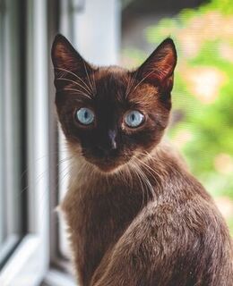 Артем Лучшев